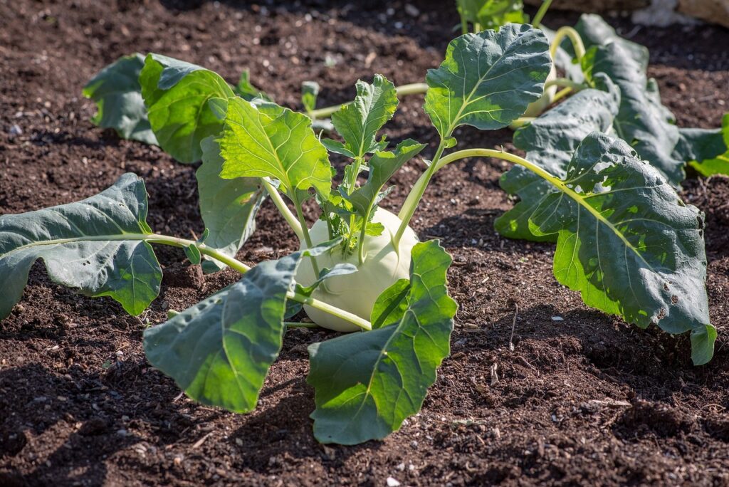 Kohlrabi Greens