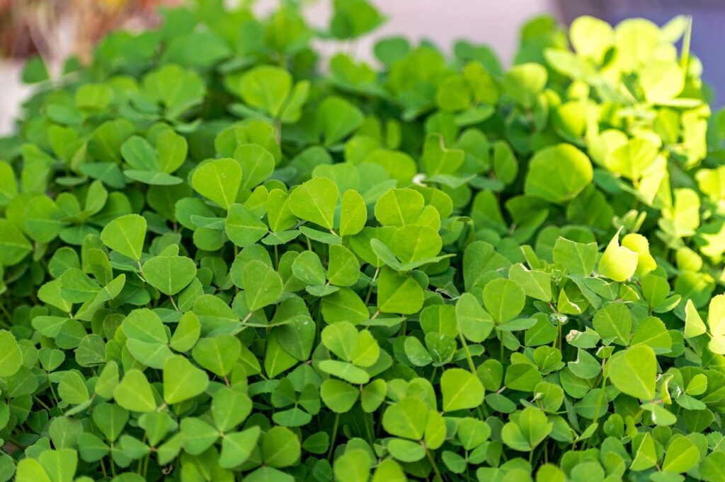 Fenugreek Greens - Methi