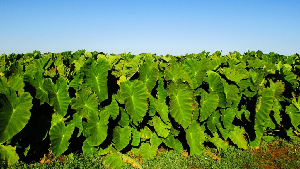 Taro Leaves