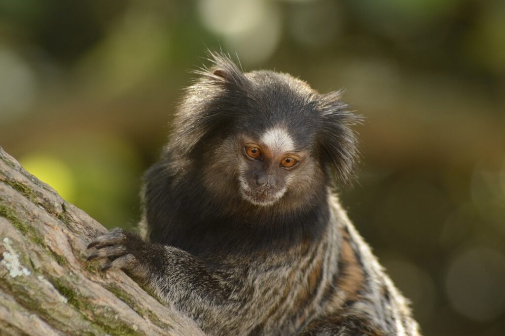 Black tufted ear Marmoset