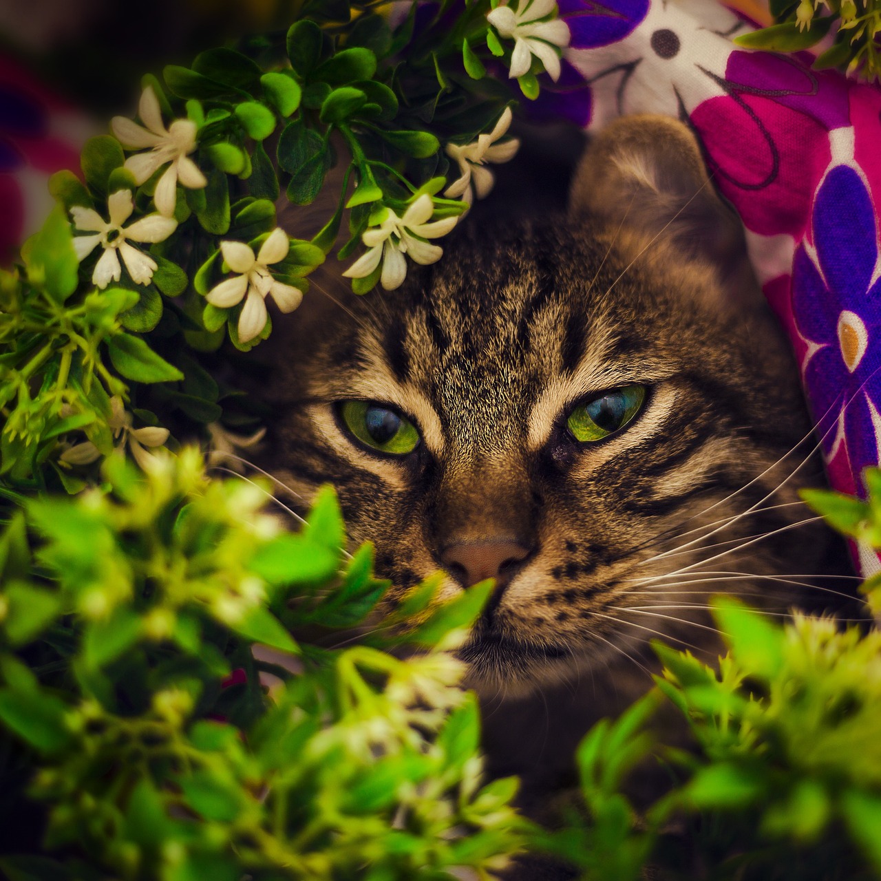 Cats of Istanbul