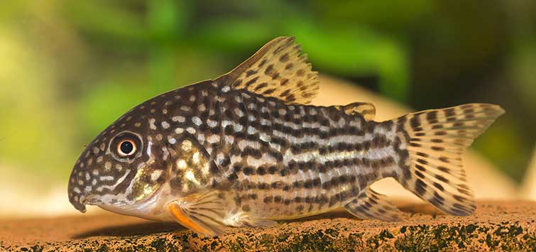 Corydoras Catfish