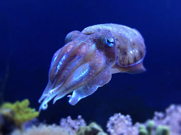 Cuttlefish