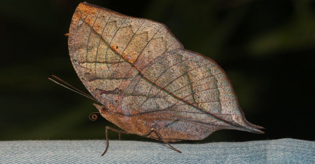 Dead Leaf Buttefly