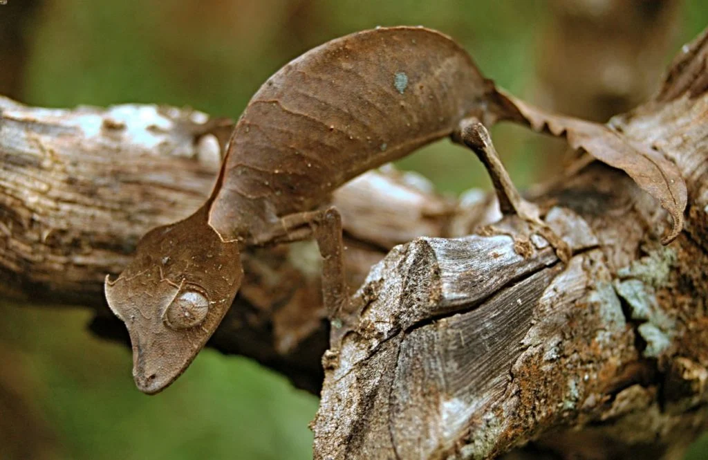 Leaf Tail Gecko