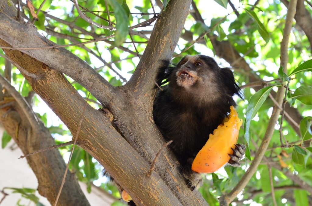 Marmoset Eating Fruit