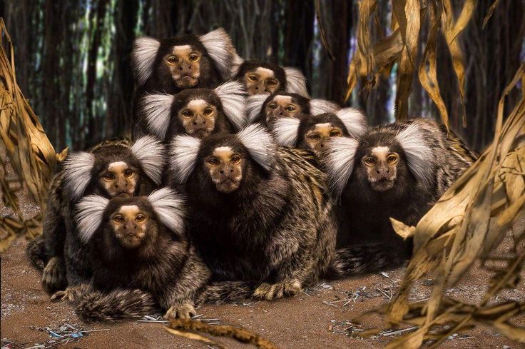 Marmoset Group