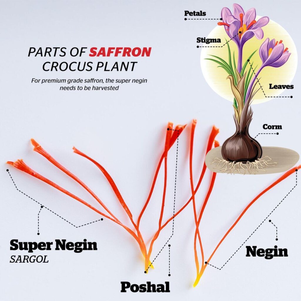 Saffron Parts