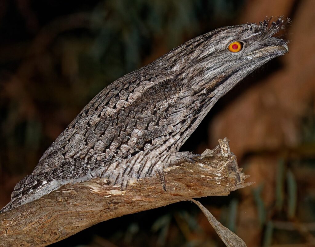 Tawny Frogmouth