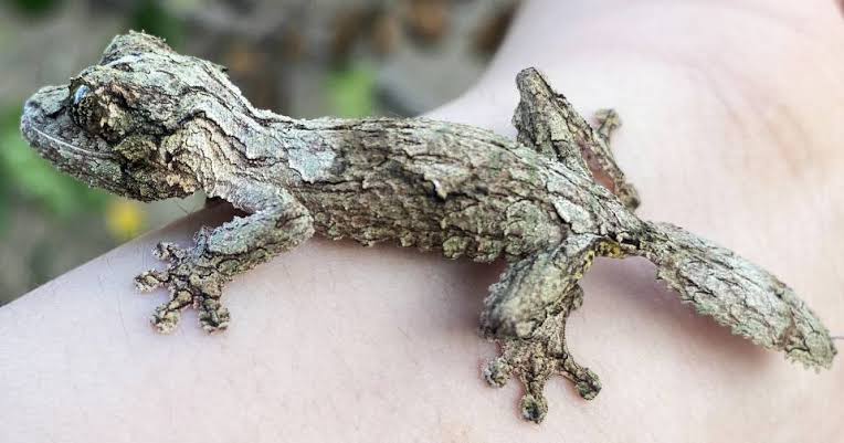 Uroplatus Gecko