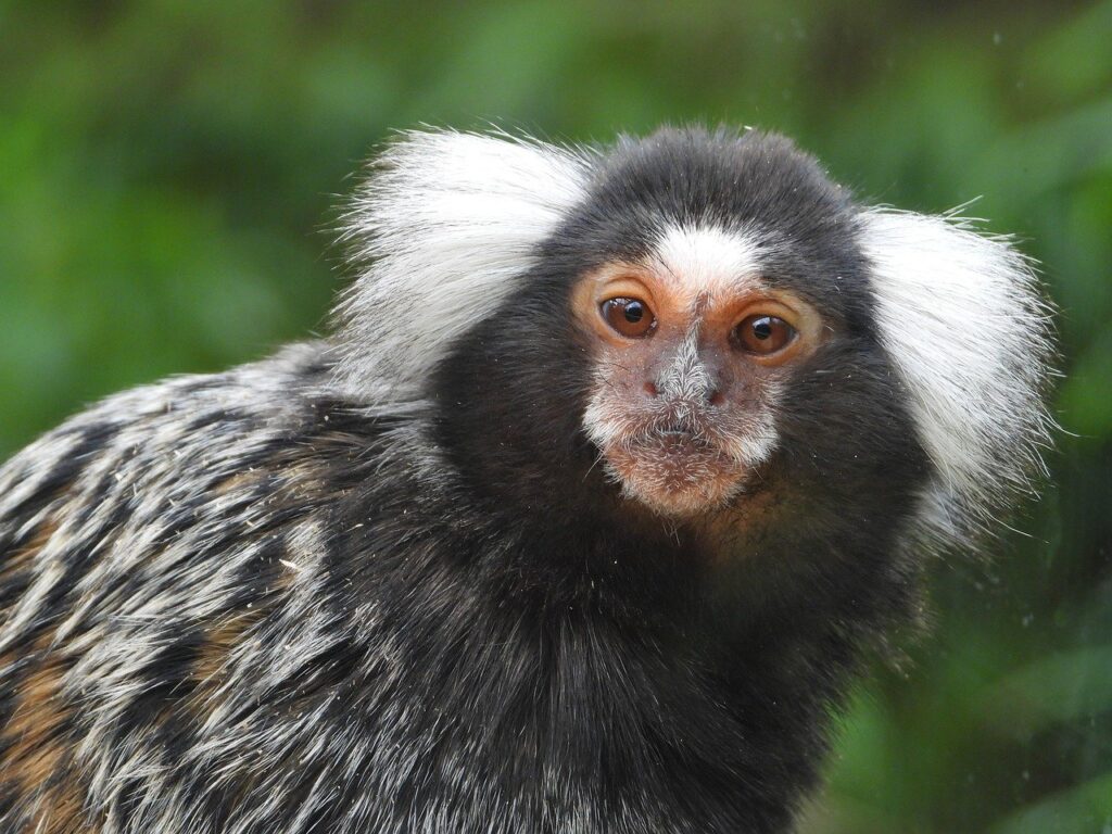 White tufted ear Marmoset