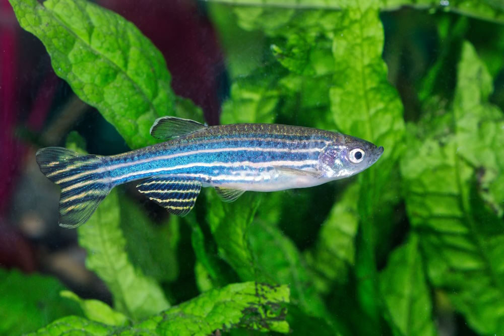 Zebra Fish