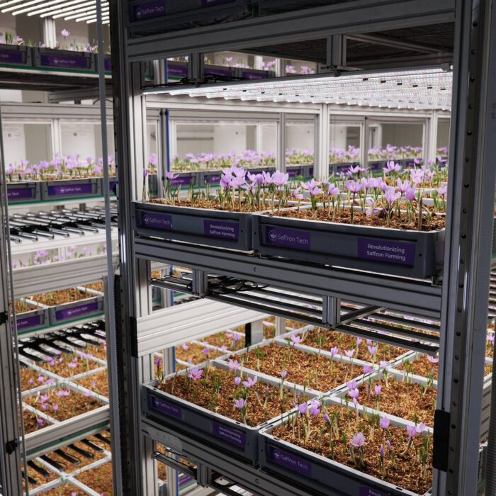 Aeroponic Saffron Farming