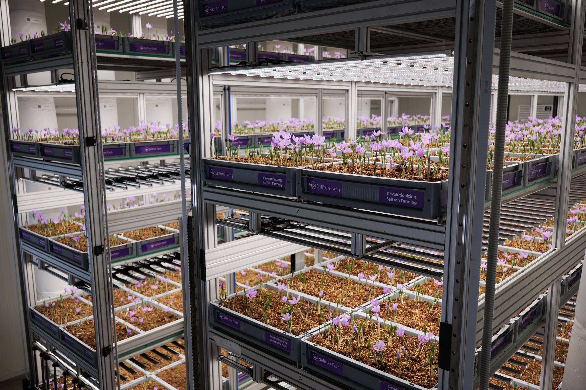 Aeroponic Saffron Farming