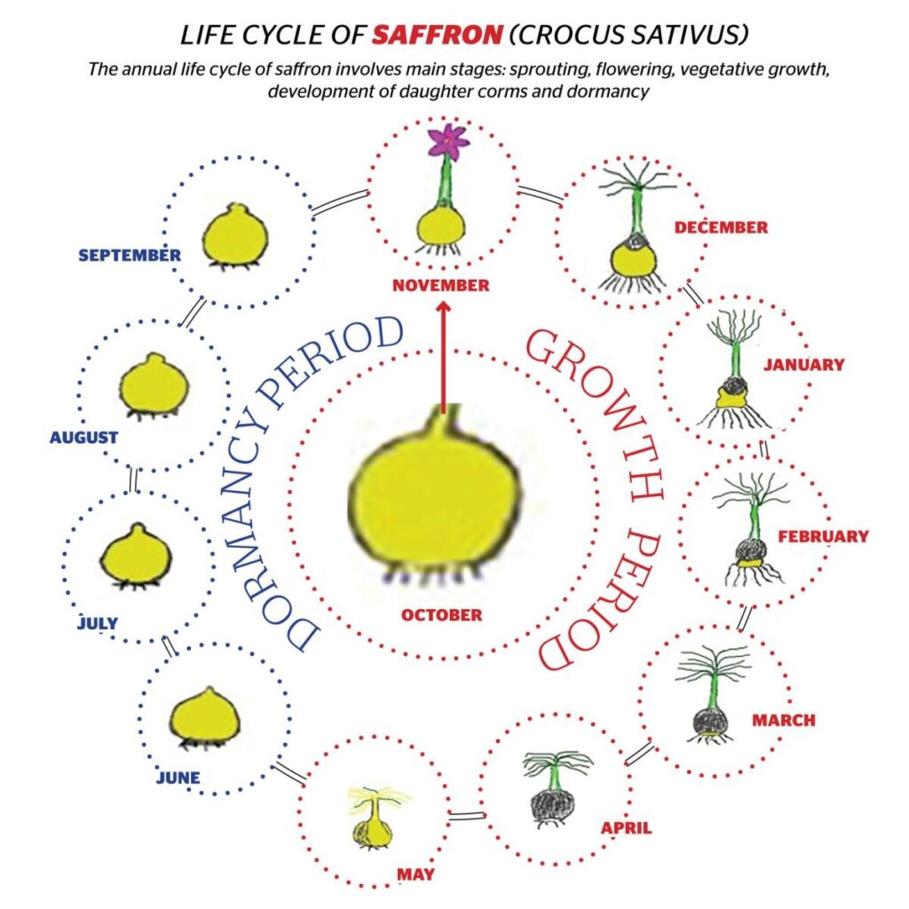 saffron growth cycle