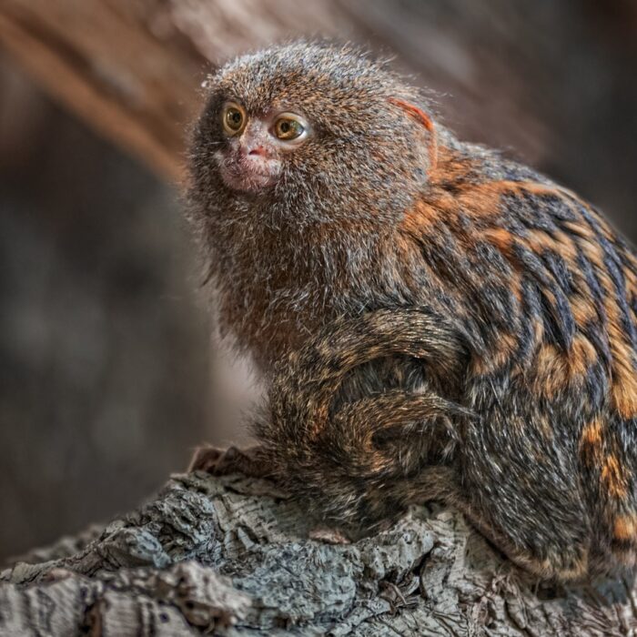 Marmoset