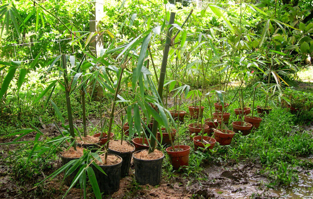 Bamboo Cultivation