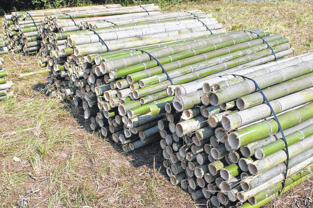 Bamboo Harvesting