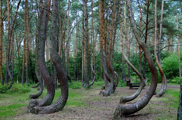 Crooked Forest, Poland