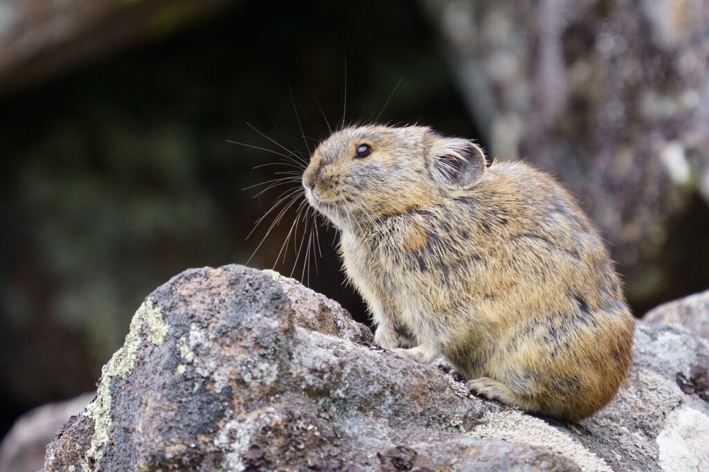 Himalayan Pika