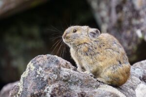 Himalayan Pika