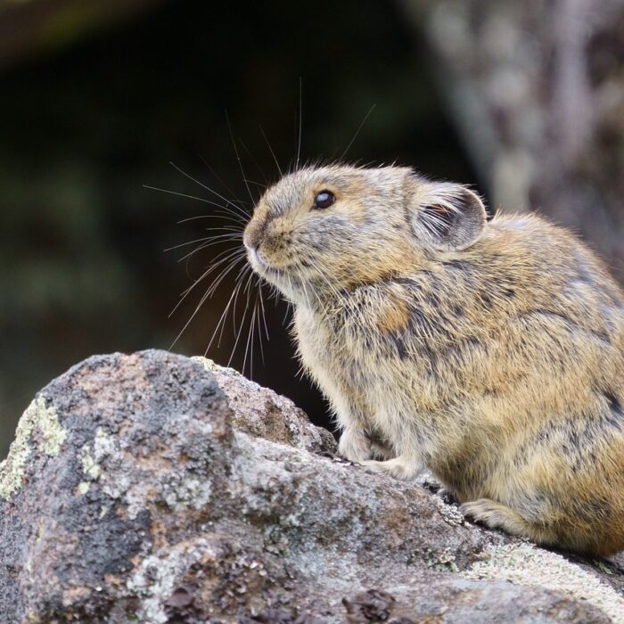 Himalayan Pika