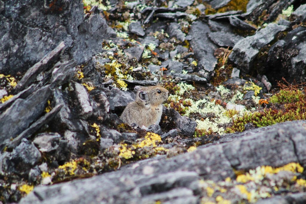 Himalayan Pika Food Caching