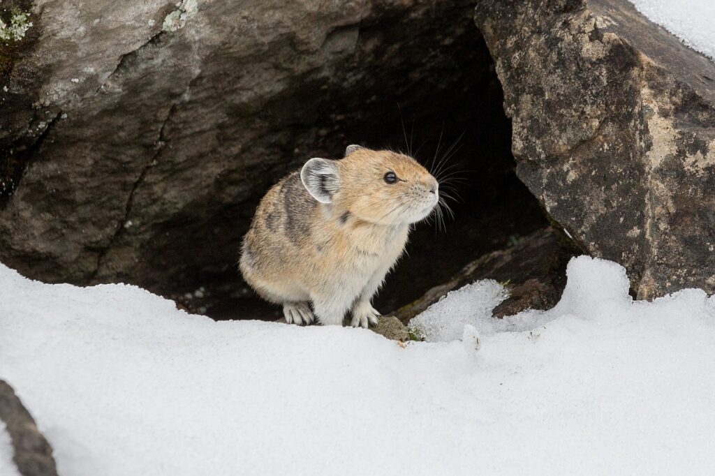 Himalayan Pika in snow