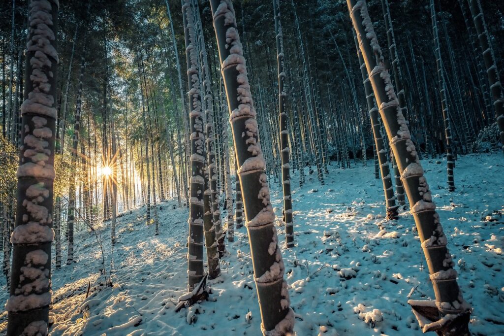 How is Bamboo Produced