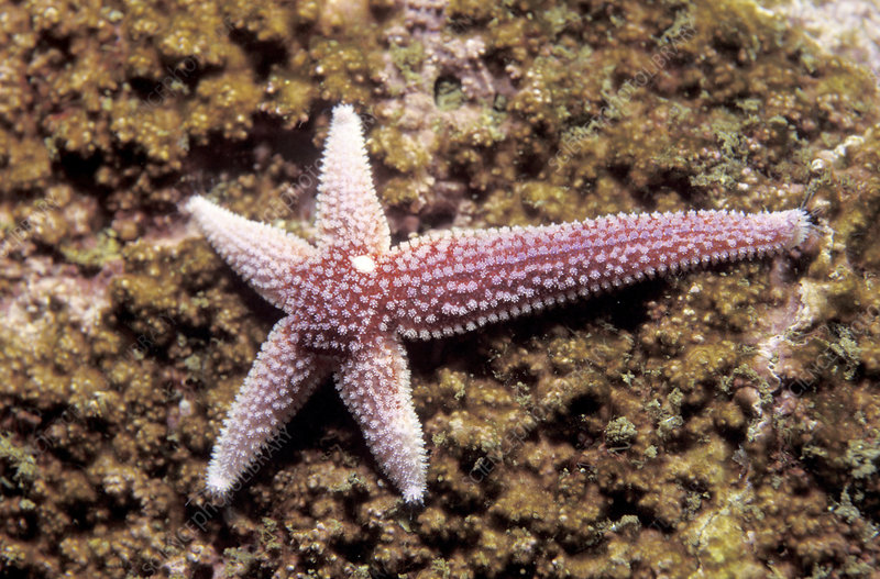 Star Fish Arm Regeneration