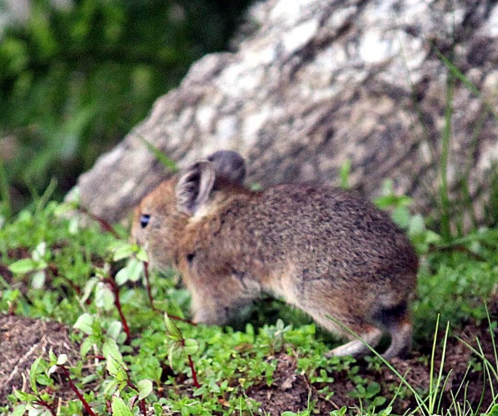 Himalayan Pika Human Interaction