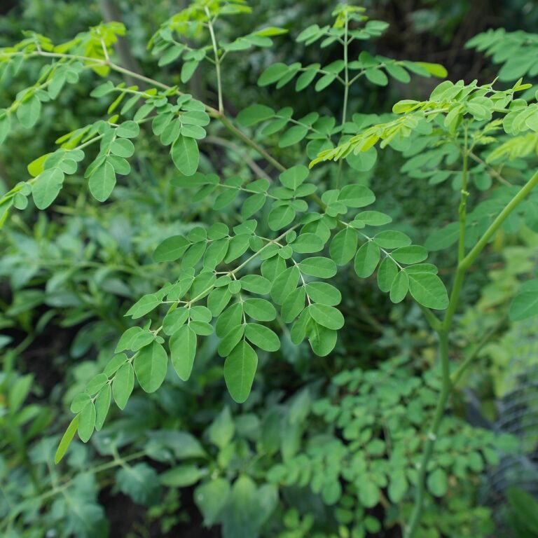 goodness of moringa leaves