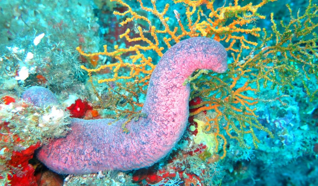 sea-cucumber