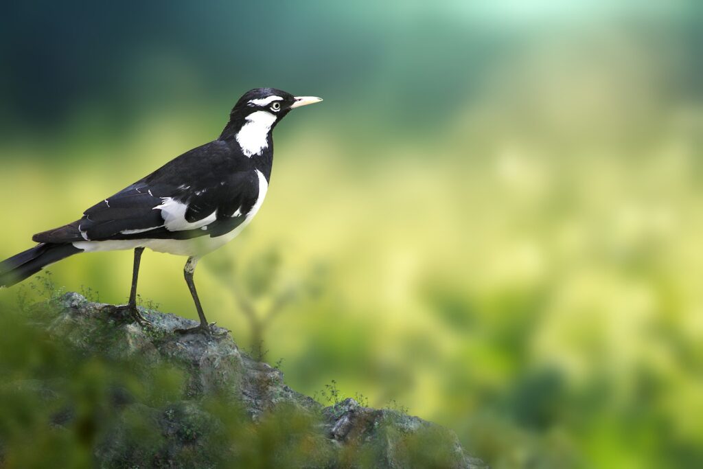 Magpie - Bird Behaviour