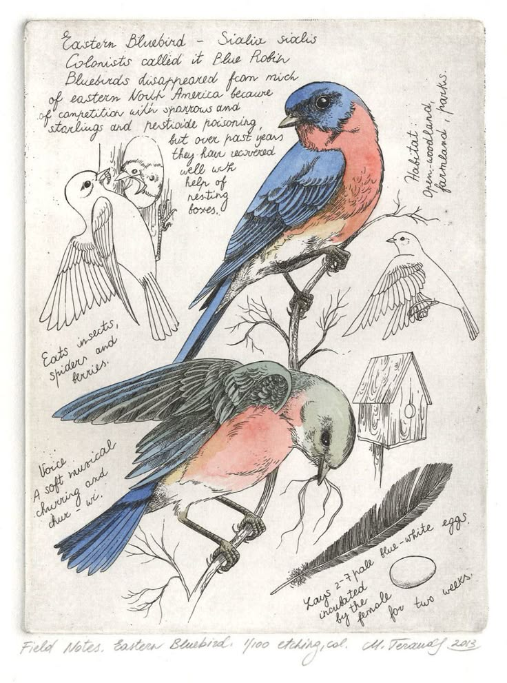 Bird Journal