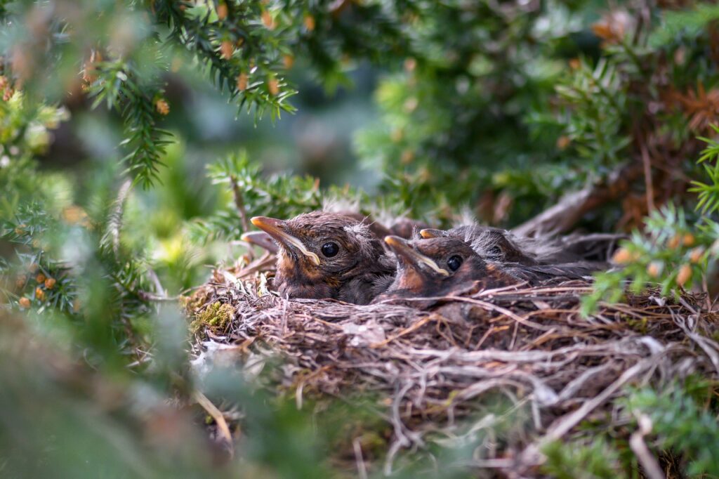 Birds in a nest