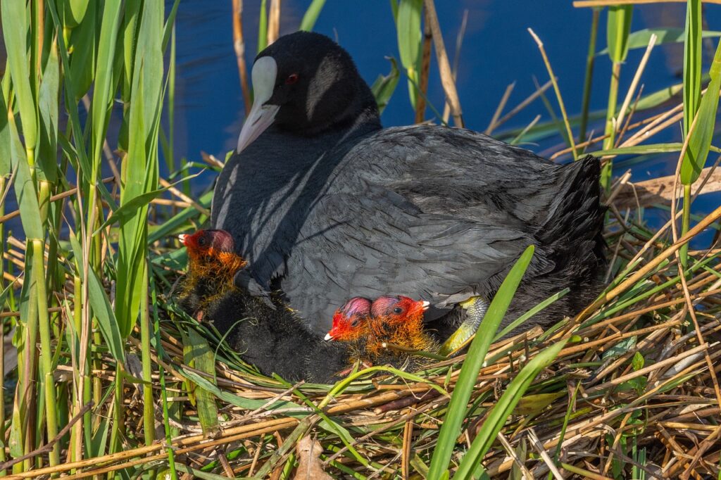 Coot Bird Breeding Area