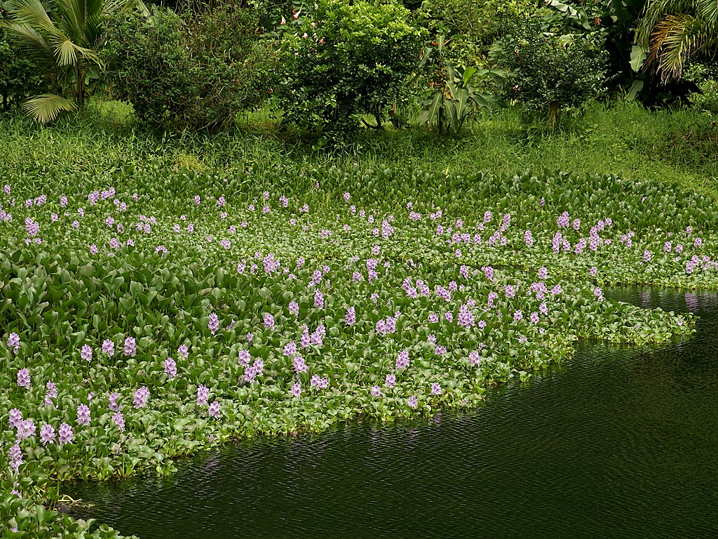 Eichhornia crassipes habitus