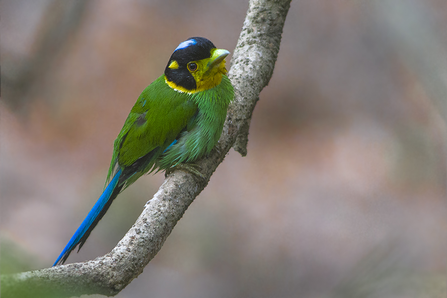 Long-tailed_Broadbill_Naina_Devi_Himalayan_Bird_Conservation_Reserve_Uttarakhand_India