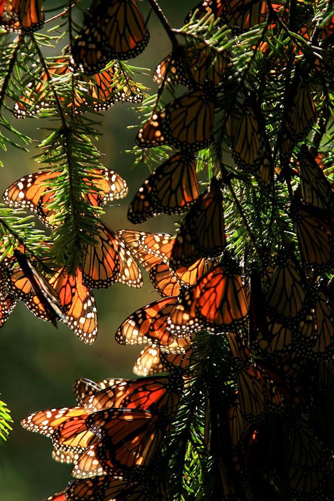 Monarch Butterflies