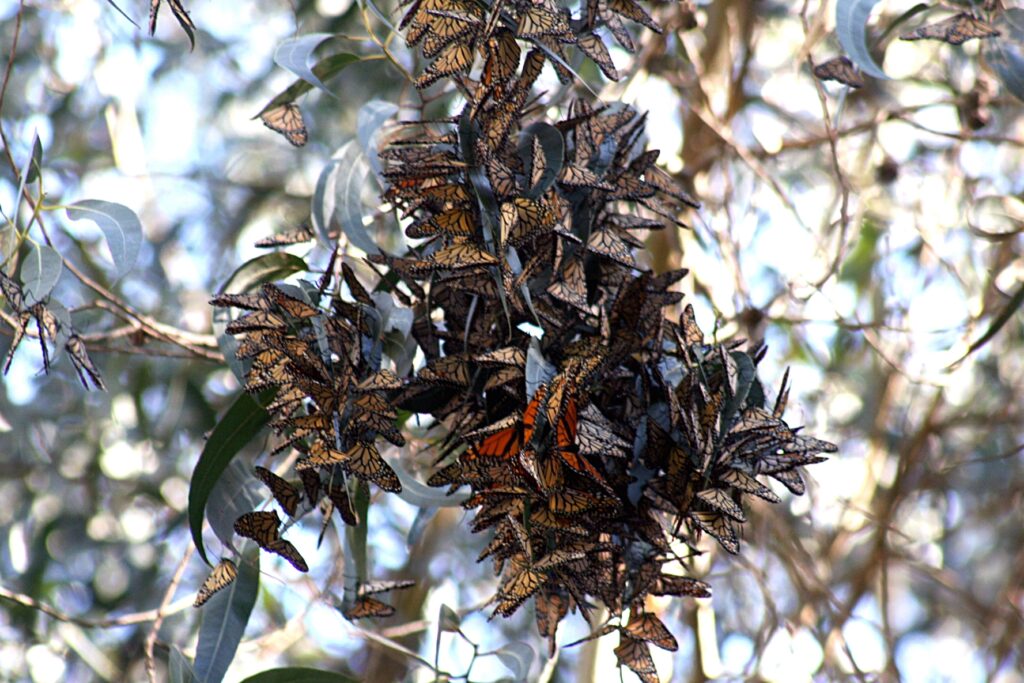 Monarch_butterflies_in_Santa_Cruz