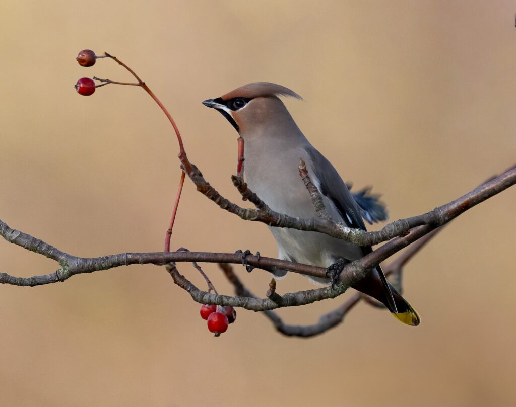 Tips on bird watching