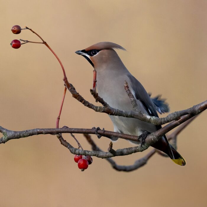 Tips on bird watching