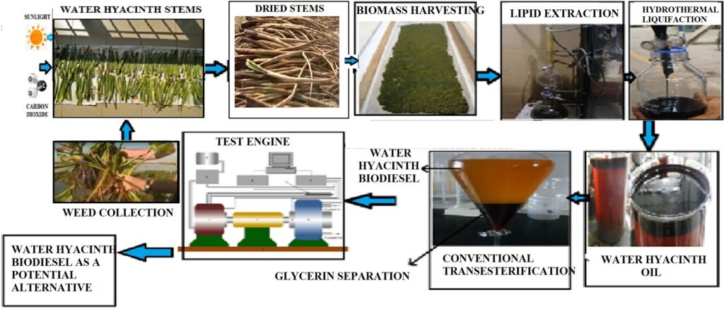 Water Hyacinth Biofuel Production