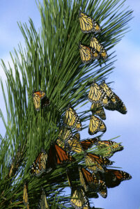 monarch butterfly covering trees