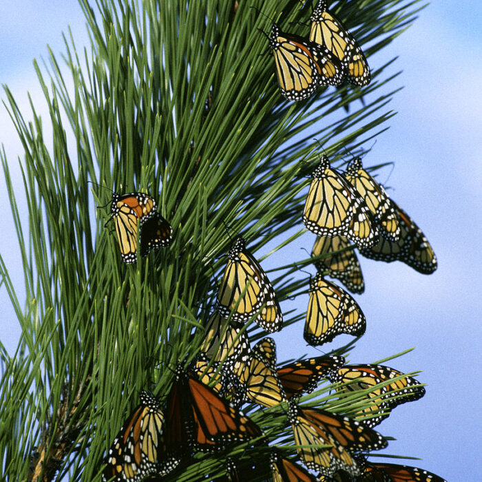 monarch butterfly covering trees