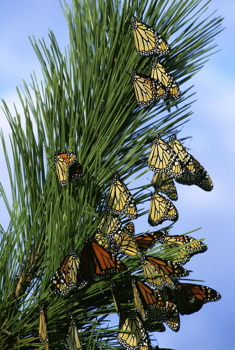 monarch butterfly covering trees