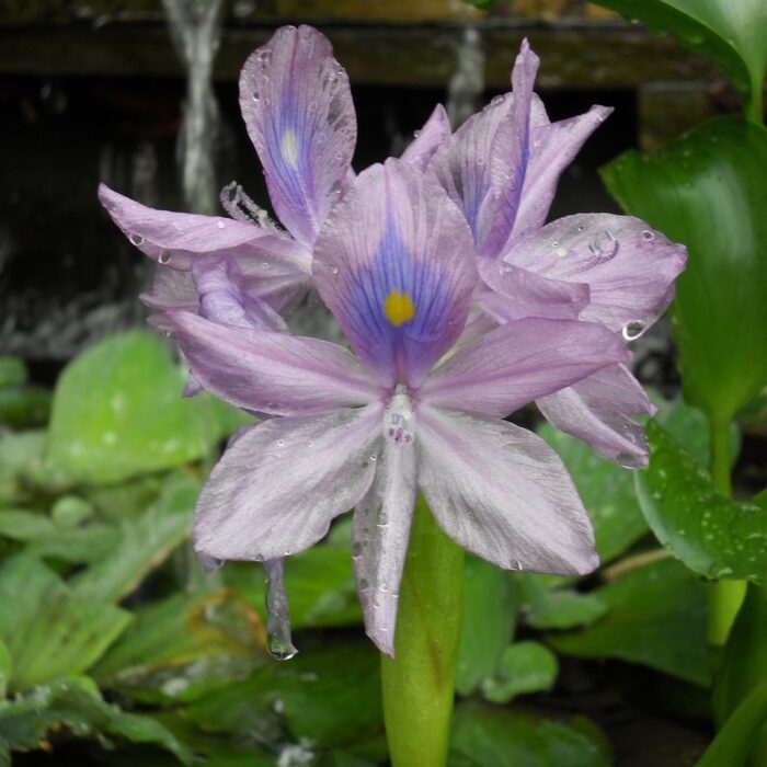 Water Hyacinth