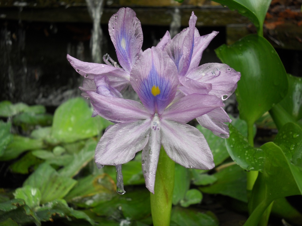 Water Hyacinth