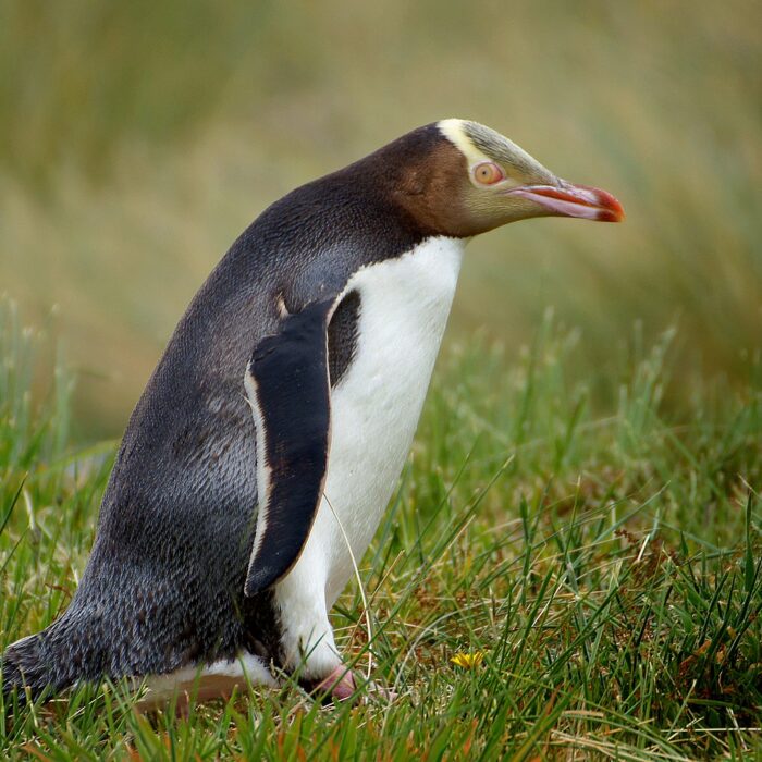 yellow-eyed penguins